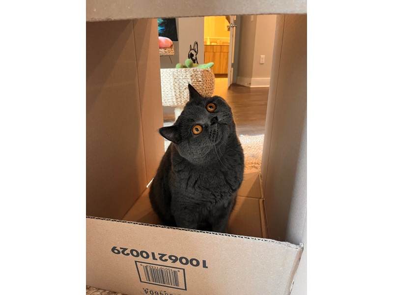 Pet Photo