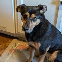 Lost Pet Image