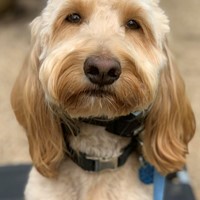 Lost Pet Image