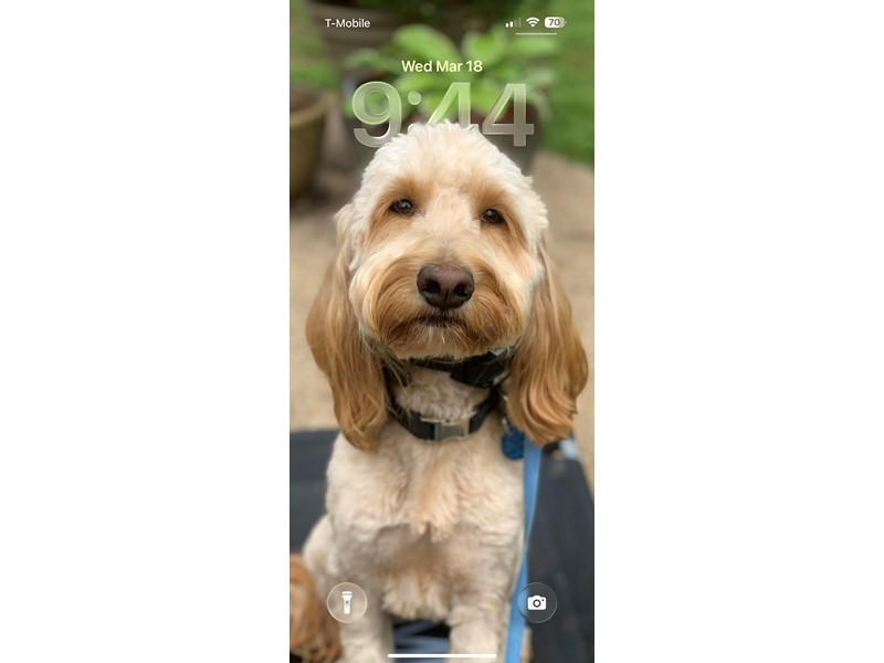 Pet Photo