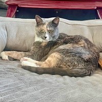 Lost Pet Image
