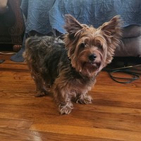 Lost Pet Image