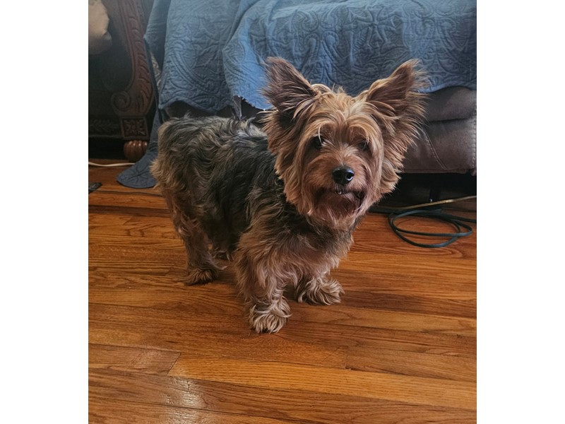 Pet Photo