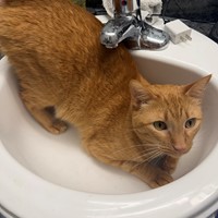 Lost Pet Image