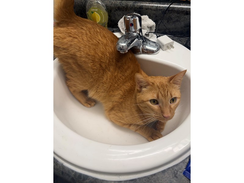 Pet Photo