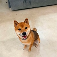 Lost Pet Image