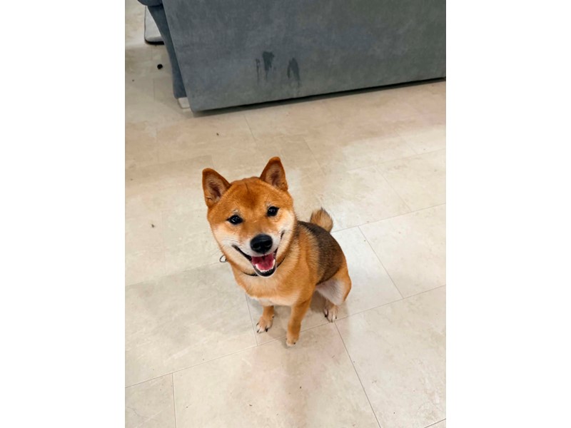 Pet Photo
