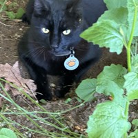 Lost Pet Image