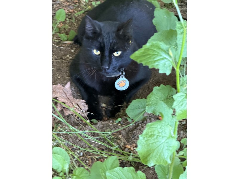 Pet Photo