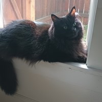Lost Pet Image