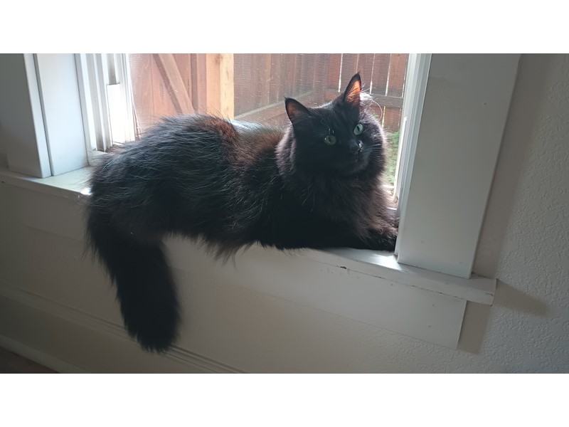 Pet Photo