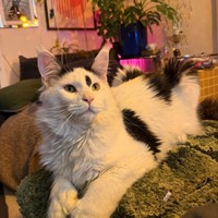 Lost Pet Image