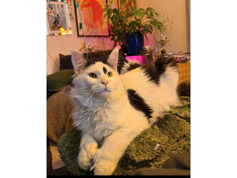 Pet Photo
