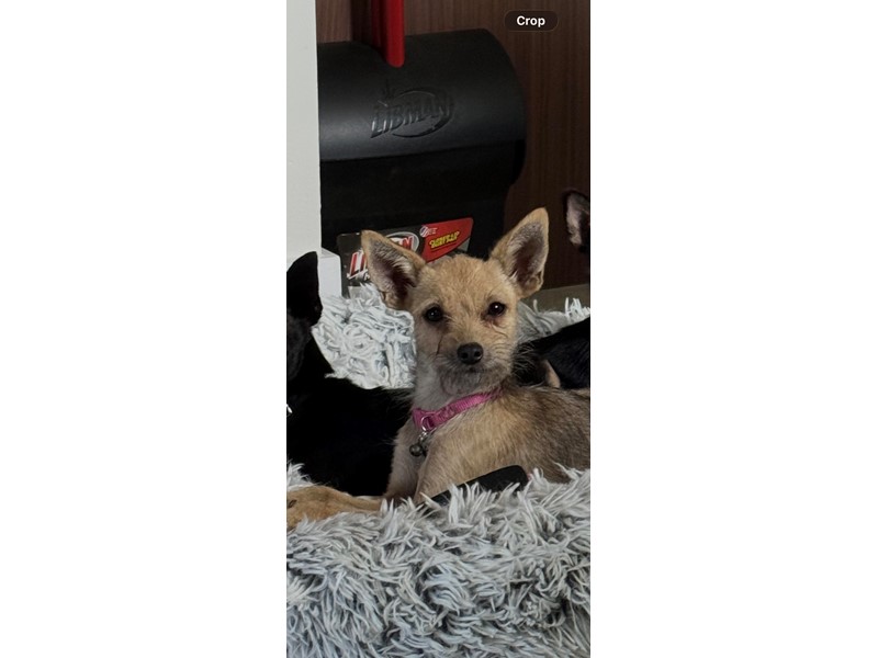 Pet Photo