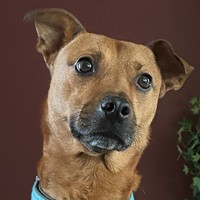 Lost Pet Image