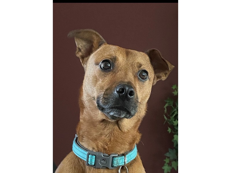 Pet Photo