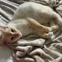 Lost Pet Image