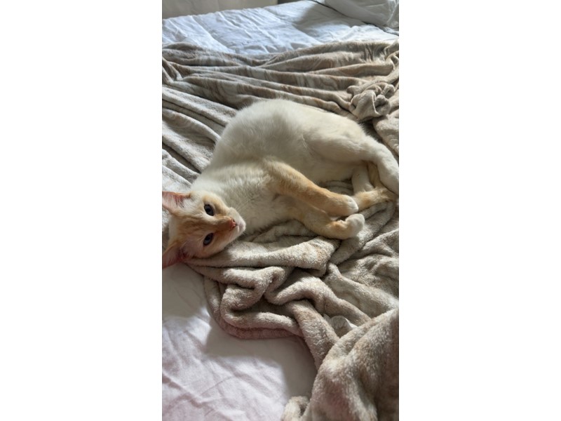 Pet Photo