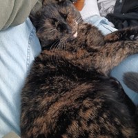 Lost Pet Image