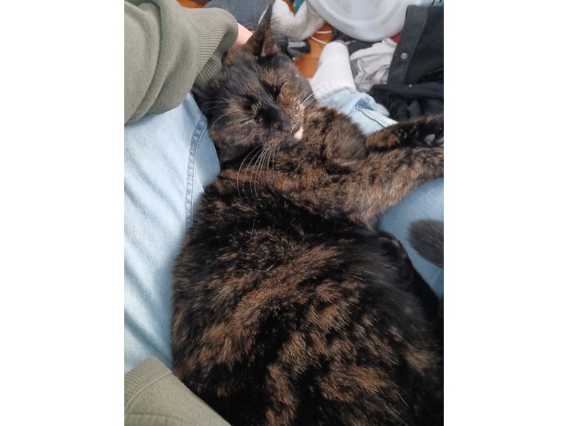 Pet Photo