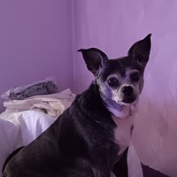 Lost Pet Image