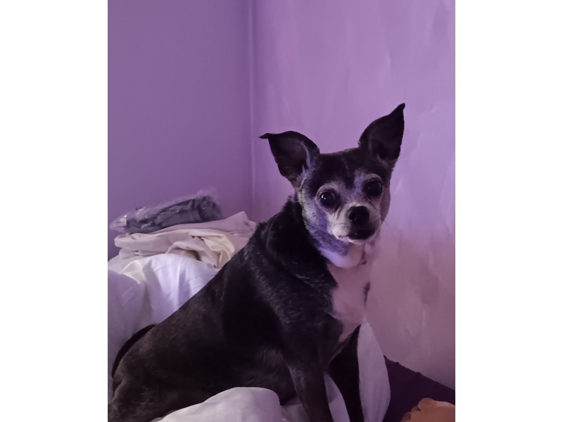 Pet Photo