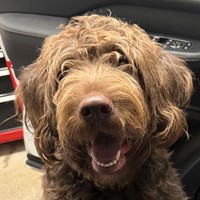 Lost Pet Image