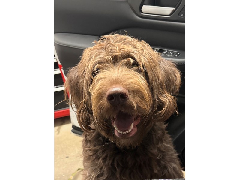 Pet Photo