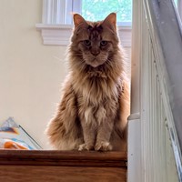 Lost Pet Image
