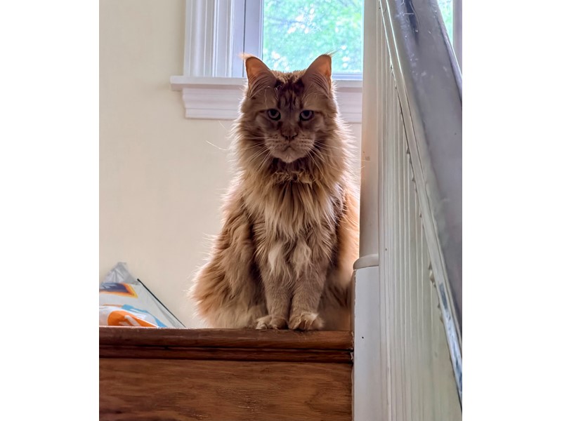 Pet Photo