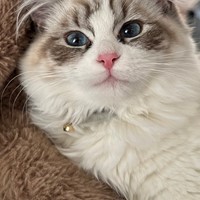 Lost Pet Image