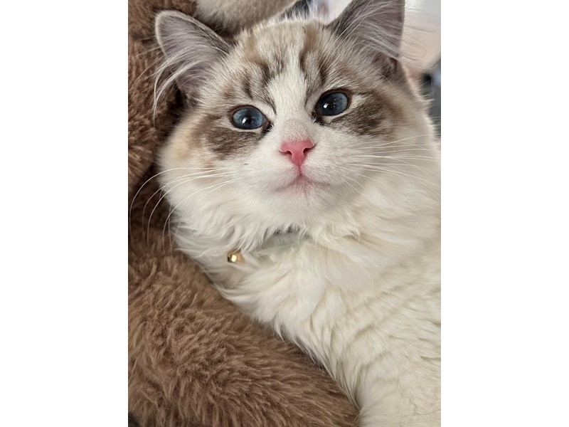 Pet Photo