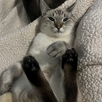 Lost Pet Image