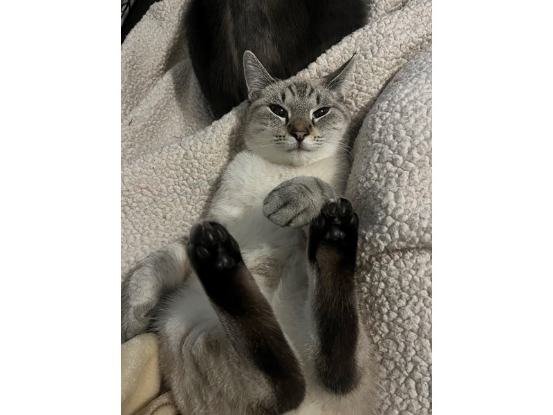 Pet Photo