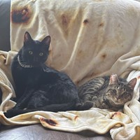 Lost Pet Image