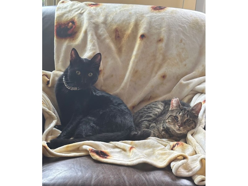 Pet Photo