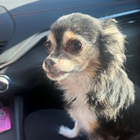 Lost Pet Image