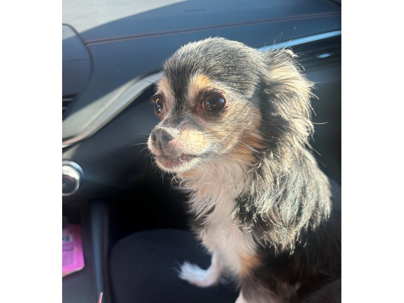 Pet Photo