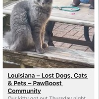 Lost Pet Image