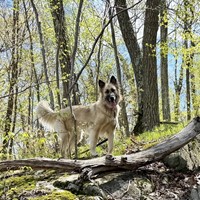 Lost Pet Image