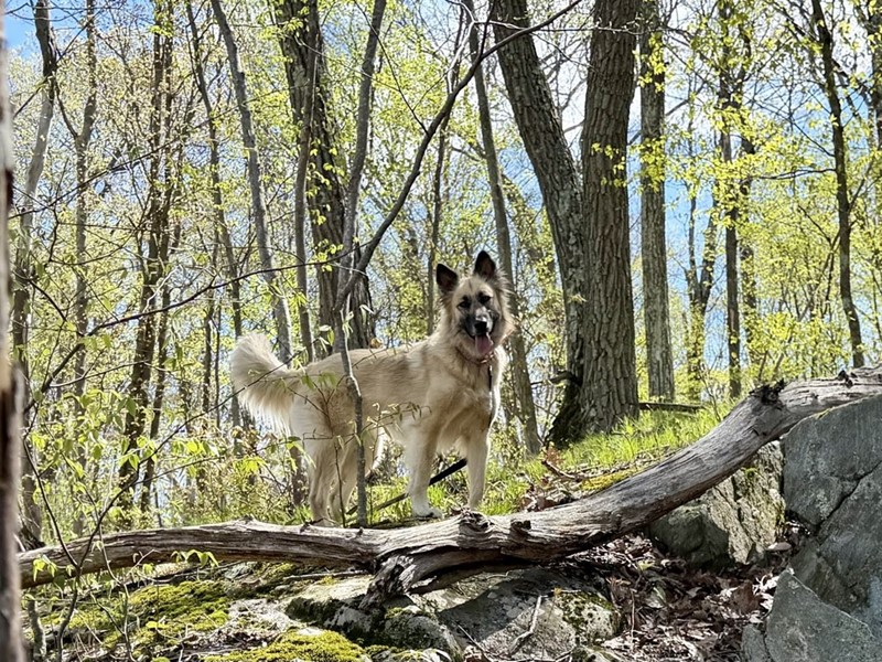 Pet Photo