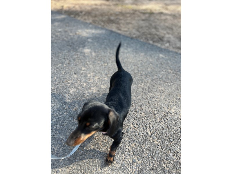 Pet Photo