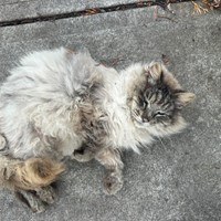 Lost Pet Image