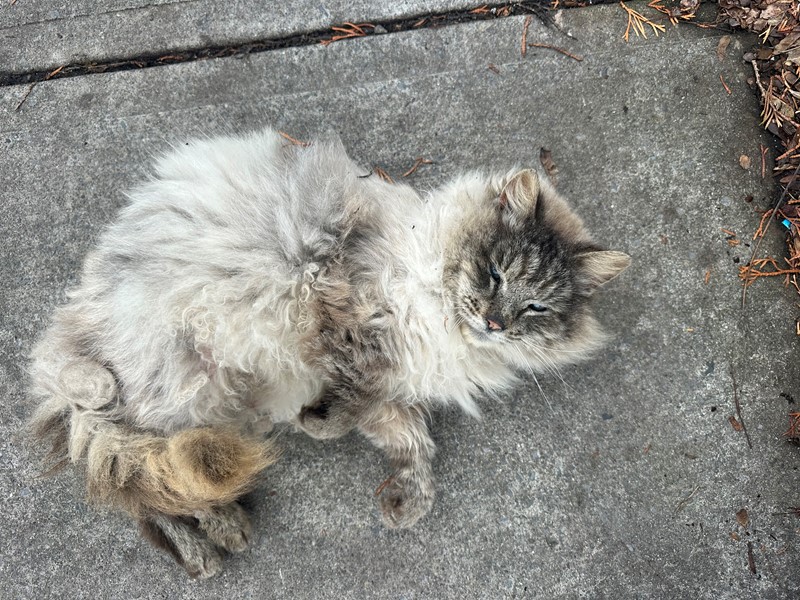 Pet Photo