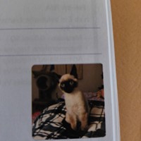 Lost Pet Image