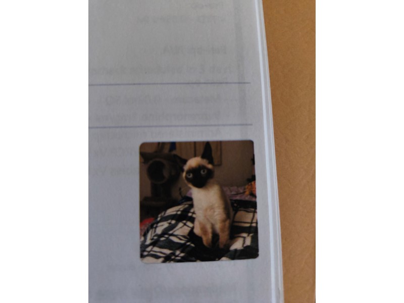 Pet Photo