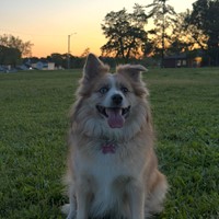 Lost Pet Image