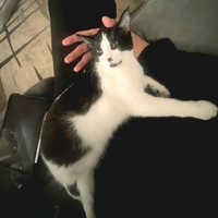 Lost Pet Image