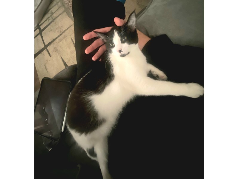 Pet Photo