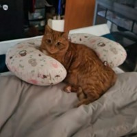 Lost Pet Image